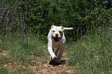 BOULEDOGUE AMERICAIN 050